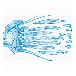3B Scientific™ Angiospermae Flowers Slide Set