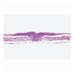 3B Scientific™ Chicken Embryology Slide Set