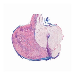 3B Scientific™ Hormone Organs and Hormonal Function Slide Set, Series IV
