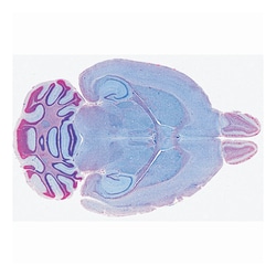 3B Scientific™ Nervous System Slide Set