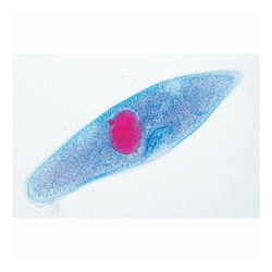 3B Scientific™ Paramaecium Slide Set