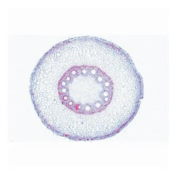3B Scientific™ Phanerogamae Elementary Slide Set
