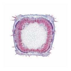3B Scientific™ Arrangement and Types of Vascular Packages Slide Set