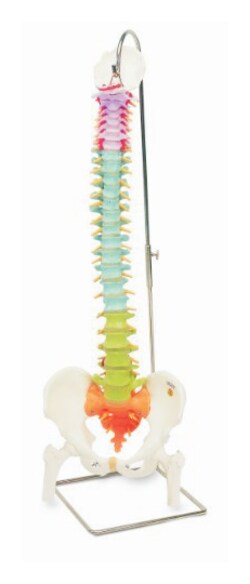 3B Scientific&trade;&nbsp;Didactic Flexible Spine Model - includes 3B Smart Anatomy