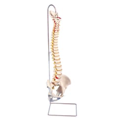 3B Scientific&trade;&nbsp;Highly Flexible Human Spine Model - includes 3B Smart Anatomy