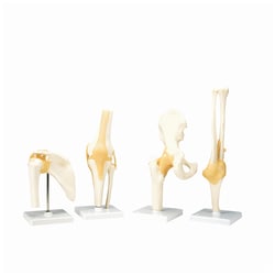 3B Scientific Functional Joint Models - includes 3B Smart Anatomy:Education