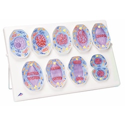 3B Scientific&trade;&nbsp;Mitosis Model