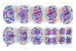 3B Scientific™ Meiosis Model