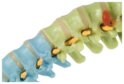 3B Scientific&trade;&nbsp;Didactic Flexible Spine Model - includes 3B Smart Anatomy