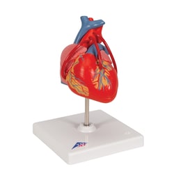 3B Scientific Classic Human Heart Model with Bypass 7.5 x 4.7 x 4.7 in. | Buy Online | 3B Scientific&trade; | Fisher Scientific