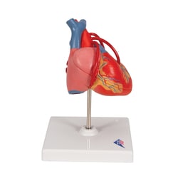 3B Scientific Classic Human Heart Model with Bypass 7.5 x 4.7 x 4.7 in. | Buy Online | 3B Scientific&trade; | Fisher Scientific