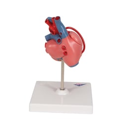 3B Scientific Classic Human Heart Model with Bypass 7.5 x 4.7 x 4.7 in. | Buy Online | 3B Scientific&trade; | Fisher Scientific