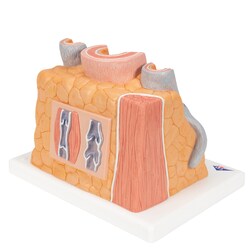 3B Scientific&trade;&nbsp;MICROanatomy&trade; Artery and Vein - includes 3B Smart Anatomy