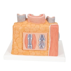3B Scientific&trade;&nbsp;MICROanatomy&trade; Artery and Vein - includes 3B Smart Anatomy