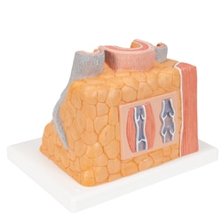 3B Scientific&trade;&nbsp;MICROanatomy&trade; Artery and Vein - includes 3B Smart Anatomy