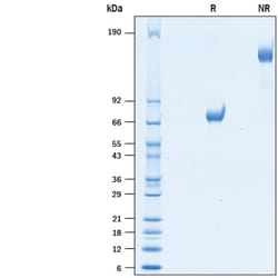 R&D Systems&trade;&nbsp;Recombinant Human GPVI Fc Chimera Protein