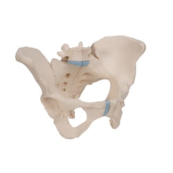 3B Scientific Three-Part Female Pelvis with Ligaments - includes 3B Smart