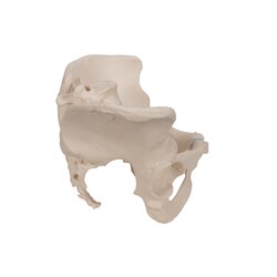 3B Scientific Three-Part Female Pelvis with Ligaments - includes 3B Smart