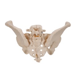 3B Scientific Three-Part Female Pelvis with Ligaments - includes 3B Smart