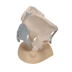 3B Scientific Three-Part Female Pelvis with Ligaments - includes 3B Smart