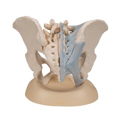 3B Scientific Three-Part Female Pelvis with Ligaments - includes 3B Smart