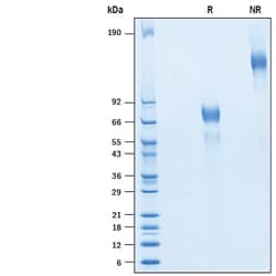 R&D Systems&trade;&nbsp;Recombinant Human ICAM-4 Fc Chimera Protein
