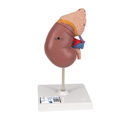 3B Scientific Kidney, Adrenal Gland, Master Series - includes 3B Smart