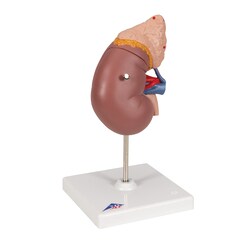 3B Scientific Kidney, Adrenal Gland, Master Series - includes 3B Smart