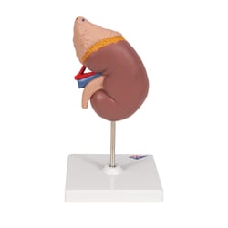 3B Scientific Kidney, Adrenal Gland, Master Series - includes 3B Smart
