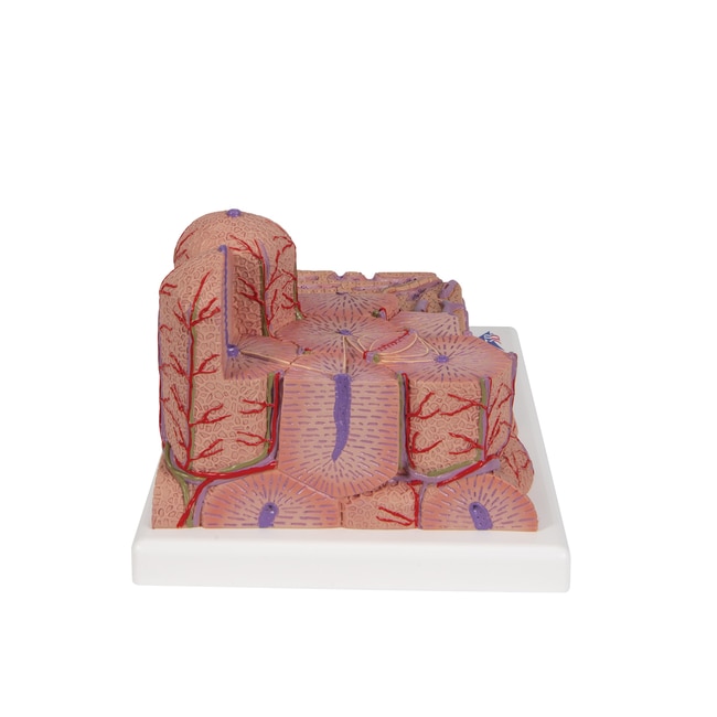 3B Scientific MICROanatomy Liver - includes 3B Smart Anatomy 6.0 x