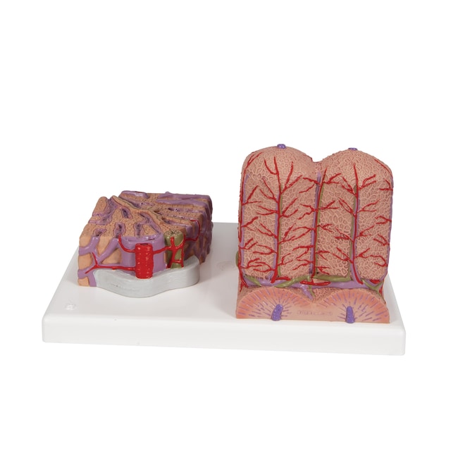 3B Scientific MICROanatomy Liver - includes 3B Smart Anatomy 6.0 x