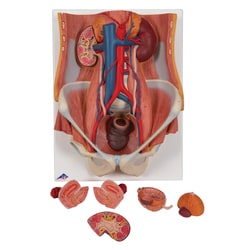 3B Scientific Pelvic Cavity (Urinary System) - includes 3B Smart Anatomy
