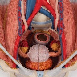 3B Scientific Pelvic Cavity (Urinary System) - includes 3B Smart Anatomy