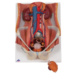 3B Scientific Pelvic Cavity (Urinary System) - includes 3B Smart Anatomy