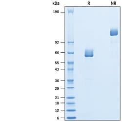 R&D Systems&trade;&nbsp;Recombinant Human Langerin/CD207 Fc Chimera Protein