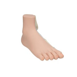 3B Scientific Normal Foot Model - includes 3B Smart Anatomy Normal foot:Education