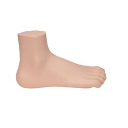 3B Scientific Normal Foot Model - includes 3B Smart Anatomy Normal foot:Education