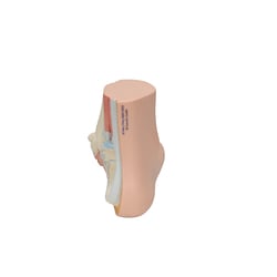 3B Scientific Normal Foot Model - includes 3B Smart Anatomy Normal foot:Education