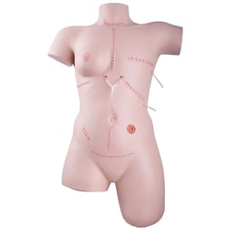 3B Scientific™ Trainer for Wound Care and Bandaging Techniques