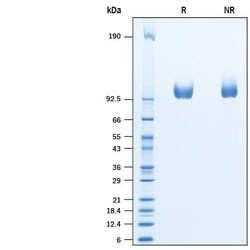 R&D Systems&trade;&nbsp;Recombinant Human PSMA/FOLH1/NAALADase I His Avi Protein