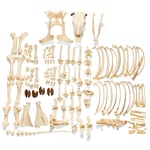 3B Scientific™ Bovine Cow Skeleton (Bos taurus), Disarticulated
