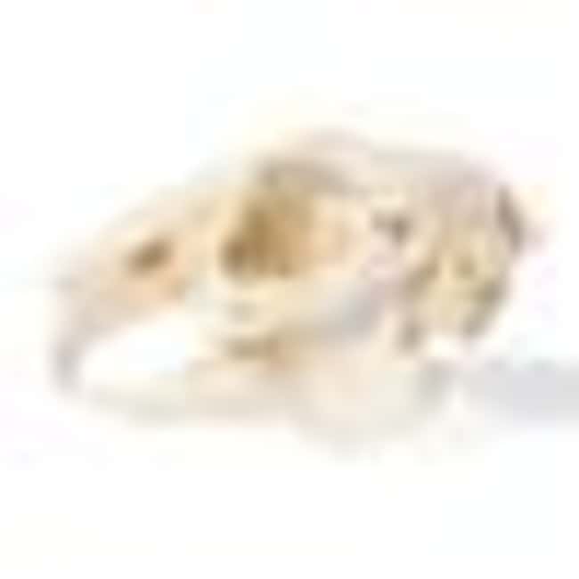 3B Scientific Rabbit Skull (Oryctolagus cuniculus var. domestica ...