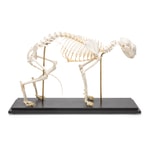 3B Scientific™ Cat Skeleton (Felis catus)