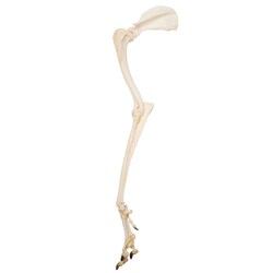 3B Scientific Dog Leg (Canis lupus familiaris) Specimen Dog Leg; Weight: