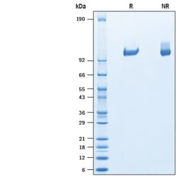 R&D Systems&trade;&nbsp;Recombinant Human Tie-2 His-tag Protein