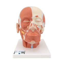 3B Scientific™ Head Musculature Model