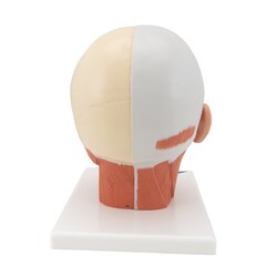 3B Scientific Head Musculature Model 9.4 x 7.1 x 9.4 in. | Buy Online | 3B Scientific&trade; | Fisher Scientific
