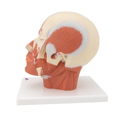 3B Scientific Head Musculature Model 9.4 x 7.1 x 9.4 in. | Buy Online | 3B Scientific&trade; | Fisher Scientific