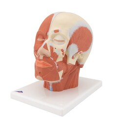 3B Scientific Head Musculature Model 9.4 x 7.1 x 9.4 in. | Buy Online | 3B Scientific&trade; | Fisher Scientific