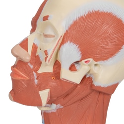 3B Scientific Head Musculature Model 9.4 x 7.1 x 9.4 in. | Buy Online | 3B Scientific&trade; | Fisher Scientific